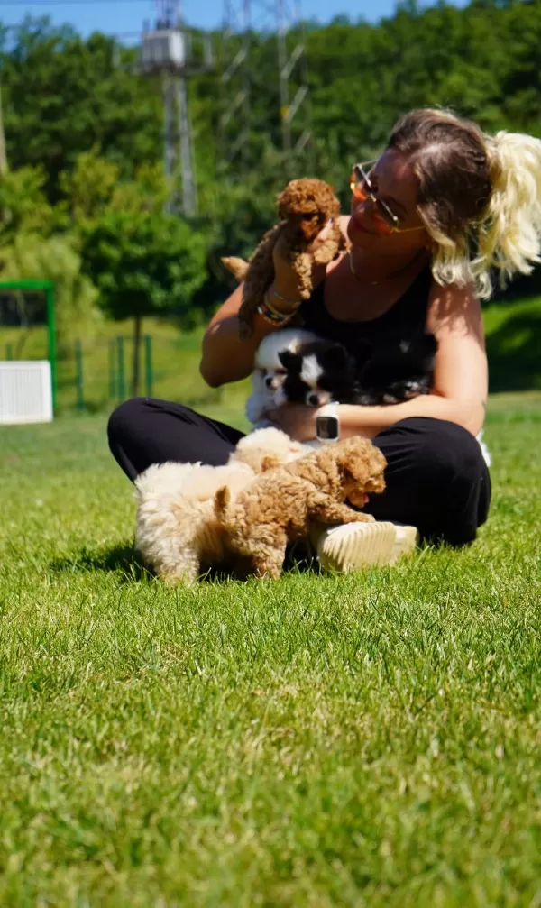 Poodle Çıftliğinden Red Brown Toy Poodle Bebeklerimiz