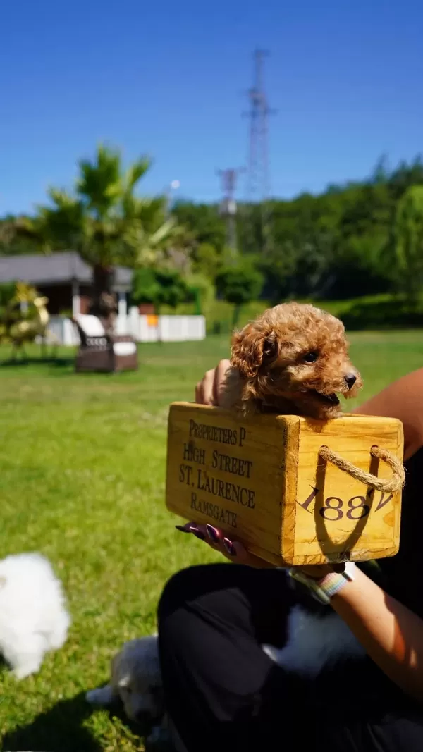 Poodle Çıftliğinden Red Brown Toy Poodle Bebeklerimiz