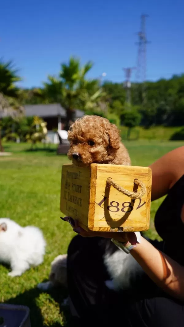 Poodle Çıftliğinden Red Brown Toy Poodle Bebeklerimiz