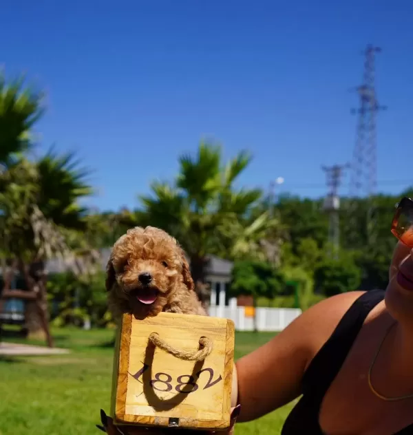 Poodle Çıftliğinden Red Brown Toy Poodle Bebeklerimiz
