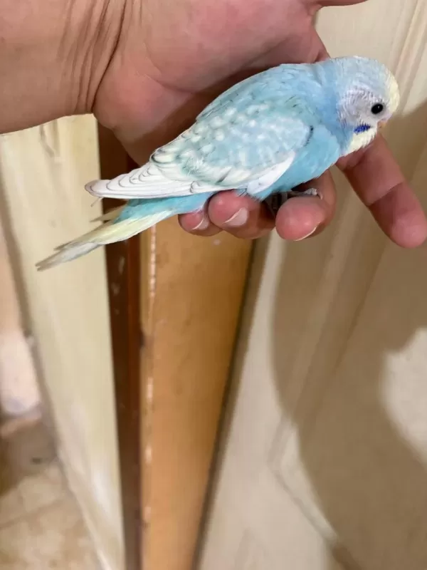31 Günlük Oğlan Bebek Muhabbet Kuşumuz