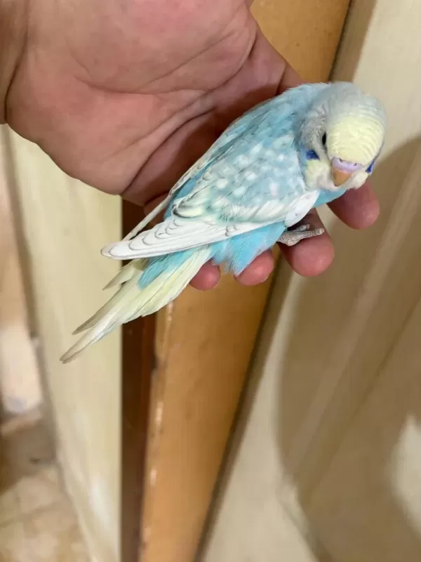 31 Günlük Oğlan Bebek Muhabbet Kuşumuz