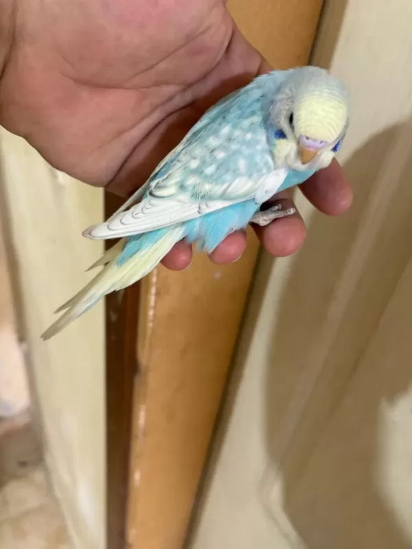 31 Günlük Oğlan Bebek Muhabbet Kuşumuz