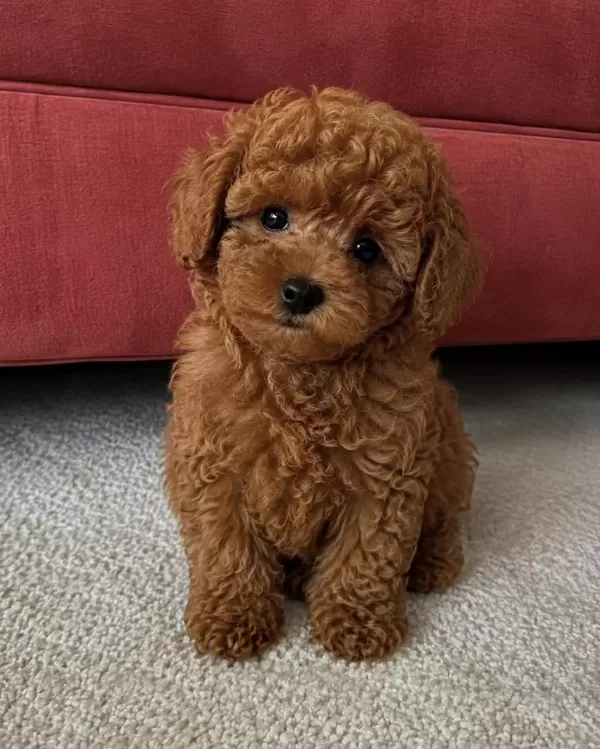 Sağlıklı Bebek Toy Poodle