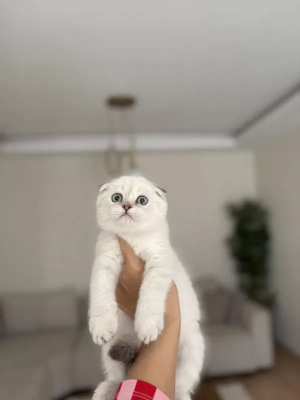 Scottish Fold Dünya Tatlisi Yavrularim