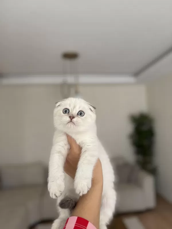 Scottish Fold Dünya Tatlisi Yavrularim