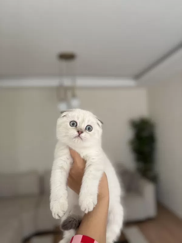Scottish Fold Dünya Tatlisi Yavrularim