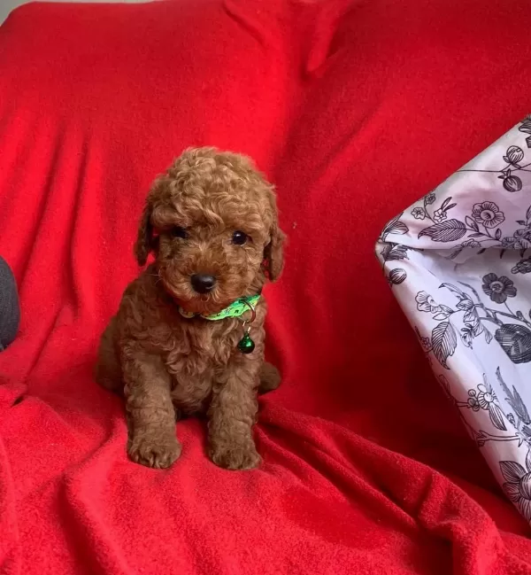 Safkan Toy Poodle Bebekler
