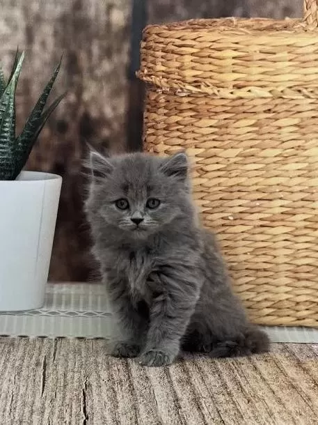British Longhair Safkan Yavrularim