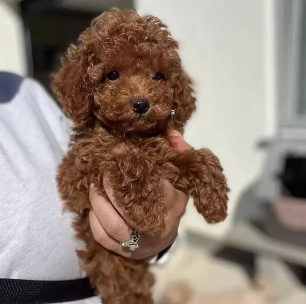 İrk Garantili Toy Poodle Yavrulari