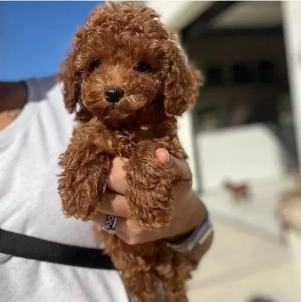 İrk Garantili Toy Poodle Yavrulari