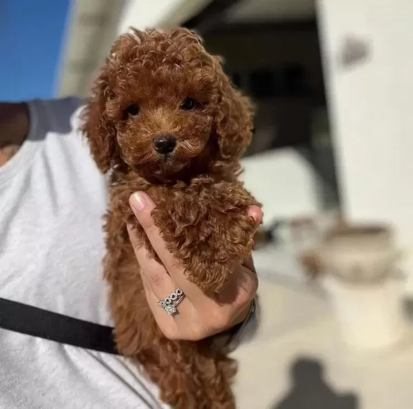 İrk Garantili Toy Poodle Yavrulari
