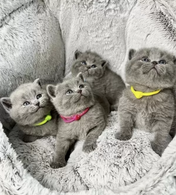 British Shorthair İrk Garantili Yavrularim
