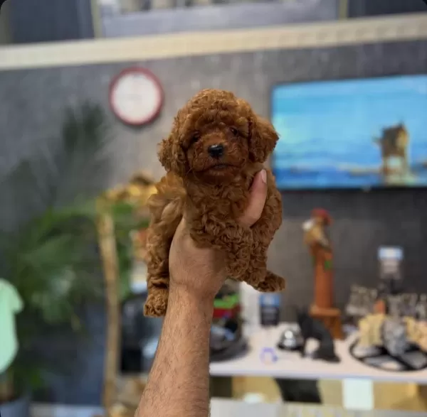 Harika Teacup Toy Poodle