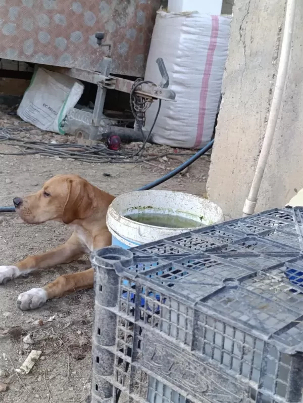 2 Ve 4 Aylık Solit Pointerlar