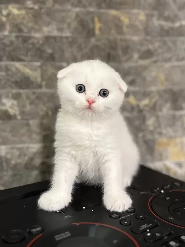 Scottish Fold Mavi Gözlü Yavrularim