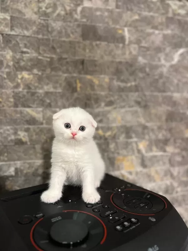 Scottish Fold Mavi Gözlü Yavrularim