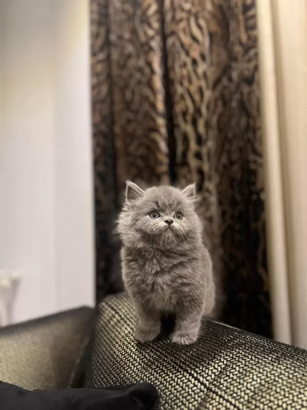 British Longhair Sevimli Yavrularim