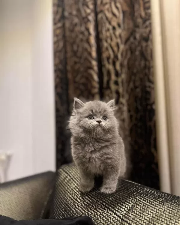 British Longhair Sevimli Yavrularim
