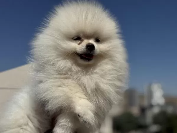 Ultra Kalite Ayı Suratlı Pomeranian Yavrular