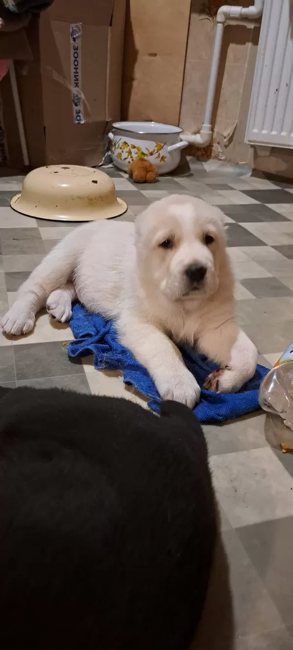 Bu Yavruları Kaçıran Pişman Olur