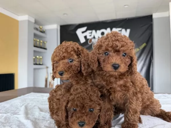 Yılın En İyileri Ret Brown Toy Poodle Yavrular Hazır Ank