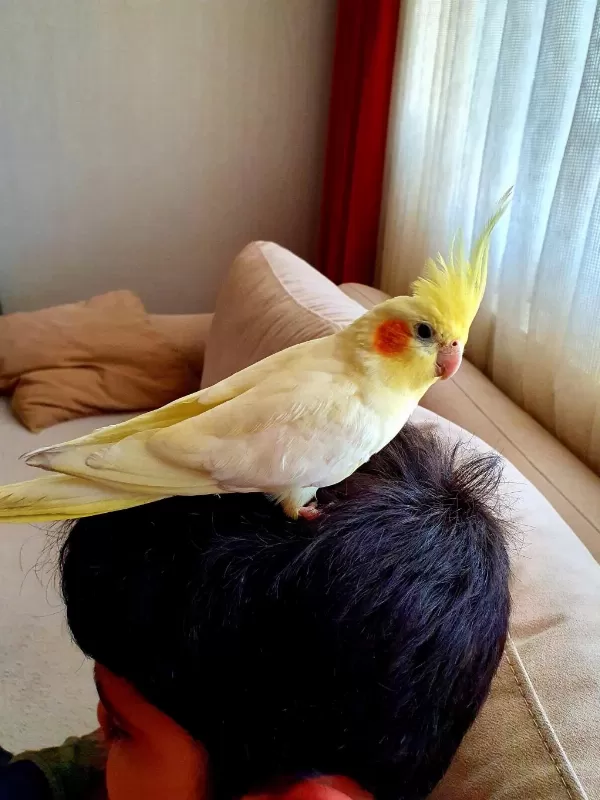 7 Kelimeye Yakın Konuşan Erkek Sultan Papağanı