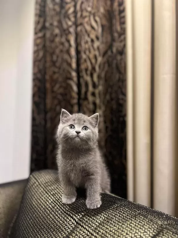 British Shorthair Gri Yavrularim