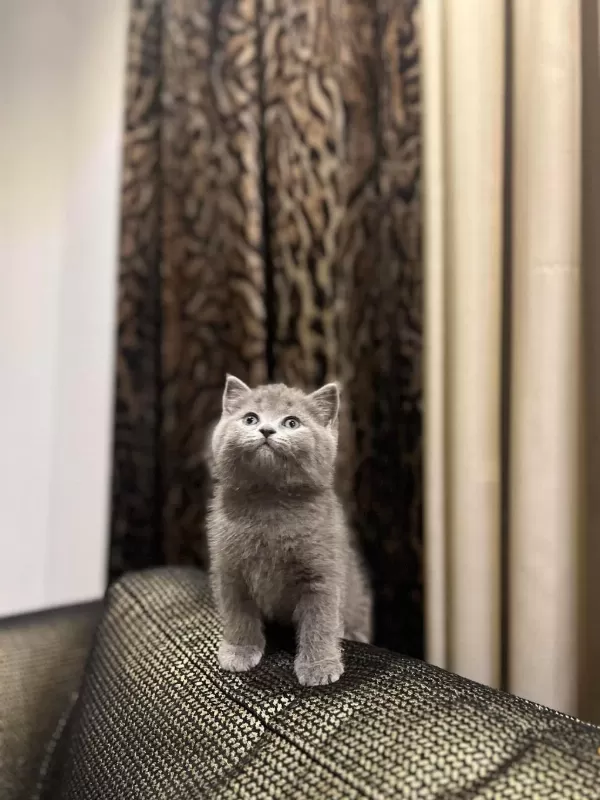 British Shorthair Gri Yavrularim