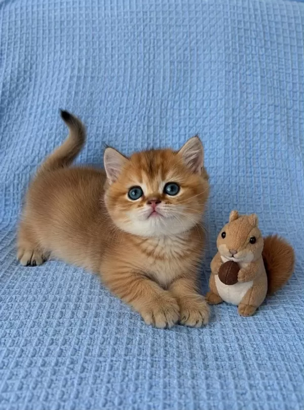 Show Kalite Golden British Shorthair Yavrularımız