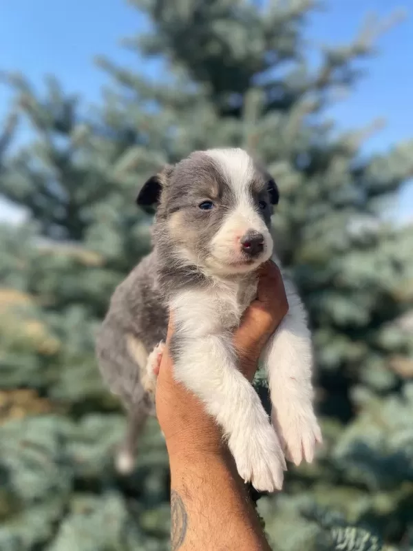 Petmode Köpek Çiftliğinden Border Collie Yavrular