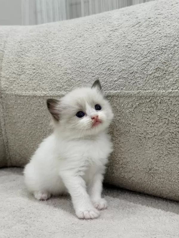 Ragdoll Yavru Kediler