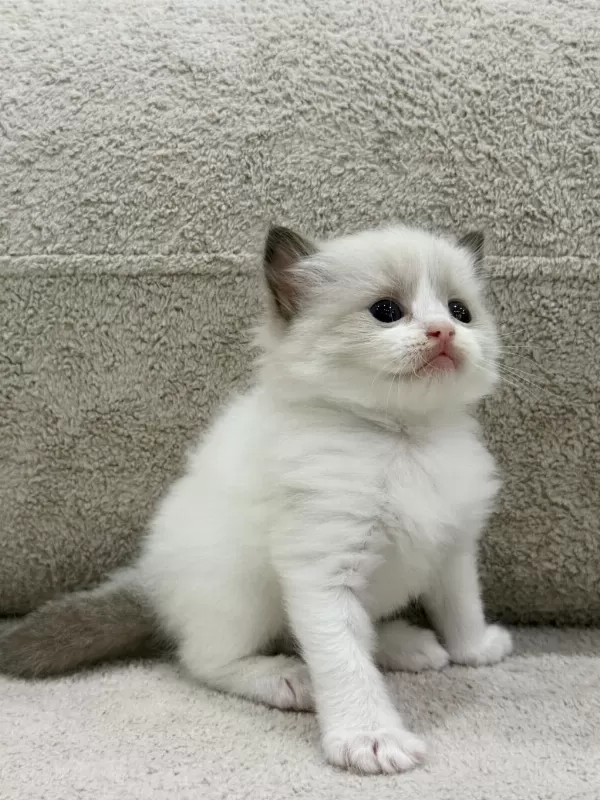 Ragdoll Yavru Kediler