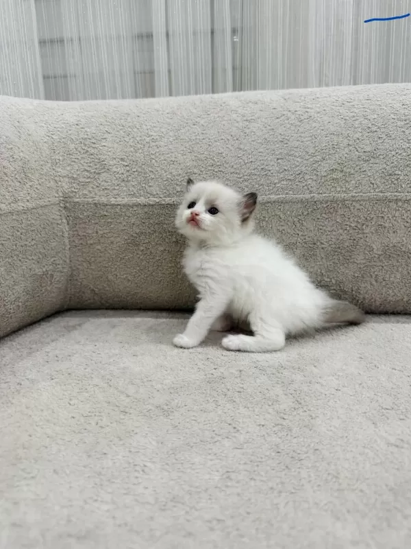 Ragdoll Yavru Kediler