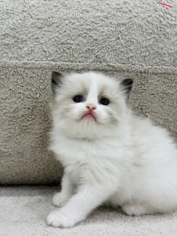 Ragdoll Yavru Kediler