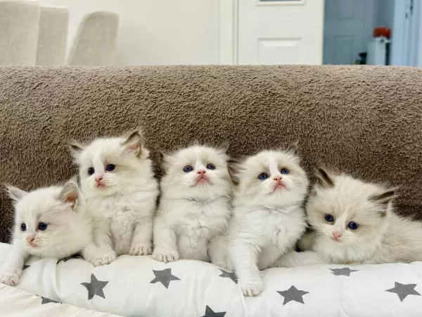 Ragdoll Yavru Kediler