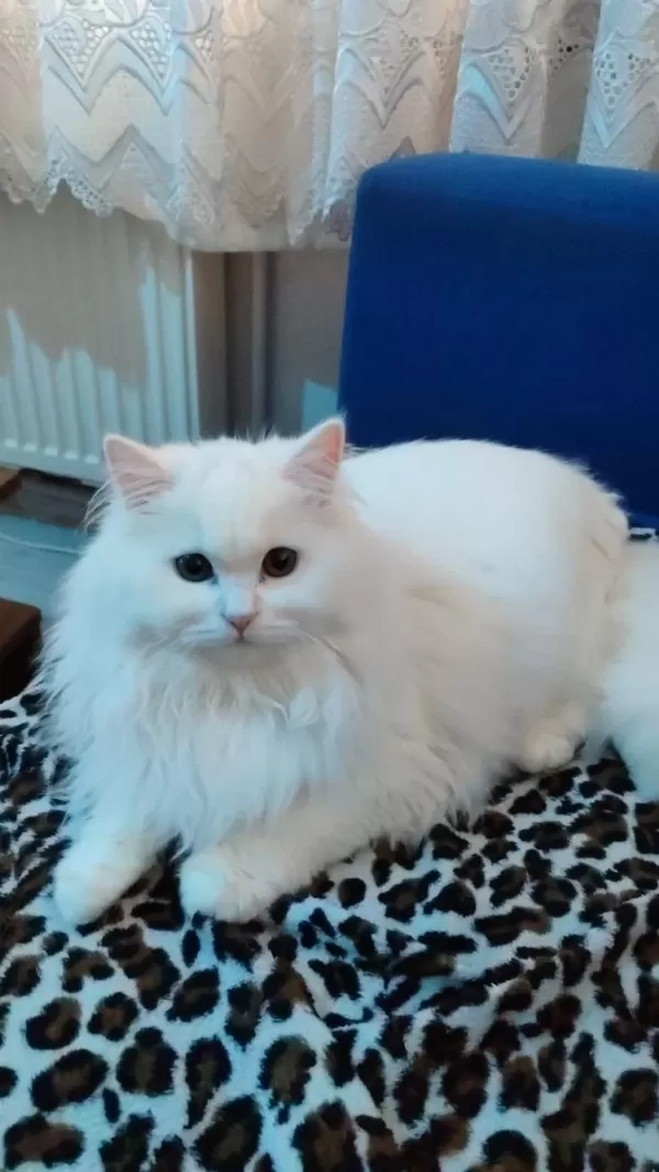 Kedimiz Pamuğa Aile Arıyoruz