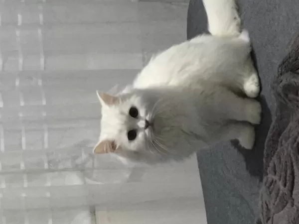 Kedimiz Pamuğa Aile Arıyoruz