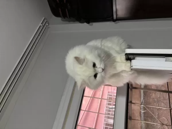 Kedimiz Pamuğa Aile Arıyoruz
