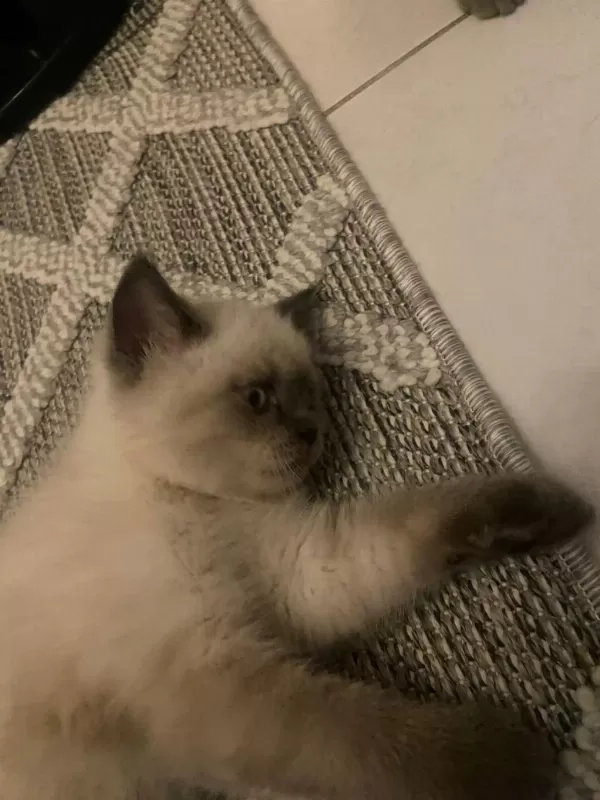 2 Aylık Safkan Blupoınt Oglumuz Kedimiz