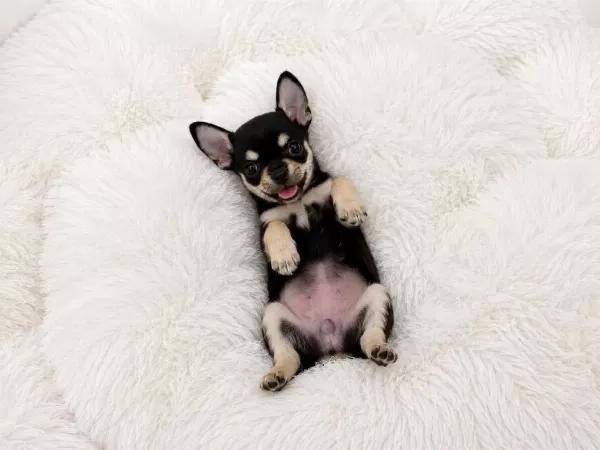 Black Ten Wc Eğitimli Oyuncak Gibi Chihuahua