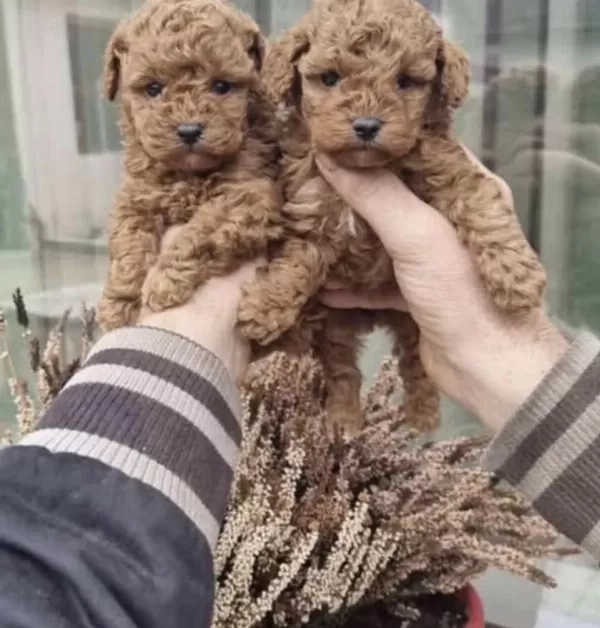 Harika Toy Poodle Yavrumuz