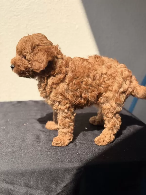 Sağlıklı Toy Poodle Bebekler