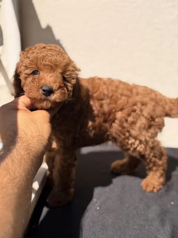 Sağlıklı Toy Poodle Bebekler