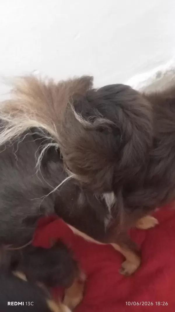 Muhteşem Anatomi Chihuahua