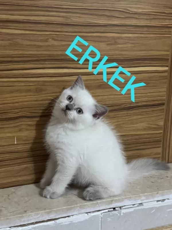 2 Aylik British Ve Scottish Bluepoint Shorthair Yavrular