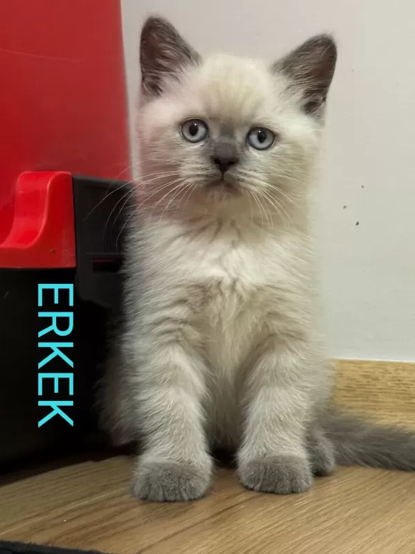 2 Aylik British Ve Scottish Bluepoint Shorthair Yavrular