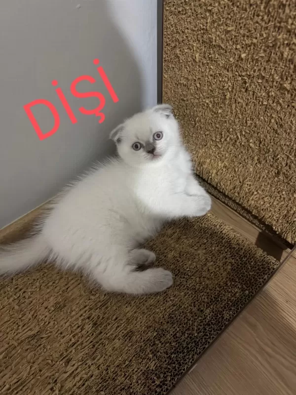 2 Aylik British Ve Scottish Bluepoint Shorthair Yavrular