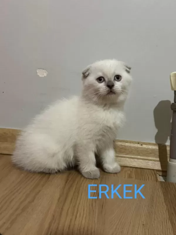 2 Aylik British Ve Scottish Bluepoint Shorthair Yavrular