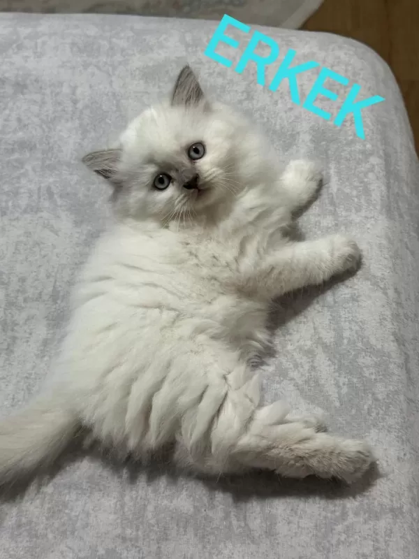 2 Aylik British Ve Scottish Bluepoint Shorthair Yavrular